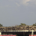 15_50-mast.jpg