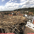 15_50-nest.jpg