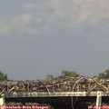 16_20-mast.jpg
