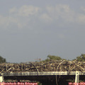 16_25-mast.jpg