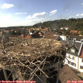 16_50-nest.jpg