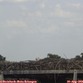 16_55-mast.jpg