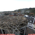 17_00-nest.jpg