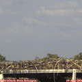17_05-mast.jpg