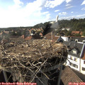 17_20-nest.jpg