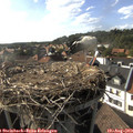 17_30-nest.jpg