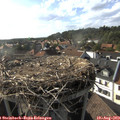 17_50-nest.jpg