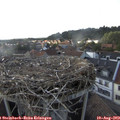 18_00-nest.jpg