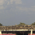 18_10-mast.jpg