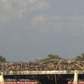 18_15-mast.jpg