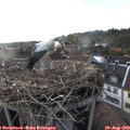 18_30-nest.jpg