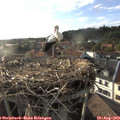 18_40-nest.jpg