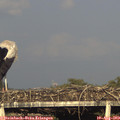18_45-mast.jpg