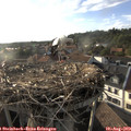 18_45-nest.jpg