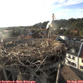 18_50-nest.jpg