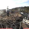 18_55-nest.jpg
