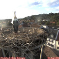 19_00-nest.jpg