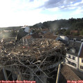 19_05-nest.jpg