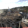 19_10-nest.jpg