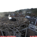 19_15-nest.jpg