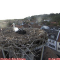 19_20-nest.jpg