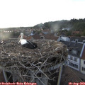 19_25-nest.jpg