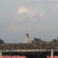 19_30-mast.jpg