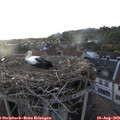 19_30-nest.jpg