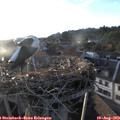 19_35-nest.jpg