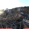 19_45-nest.jpg