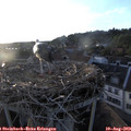 19_50-nest.jpg