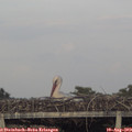 19_55-mast.jpg