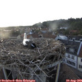 19_55-nest.jpg