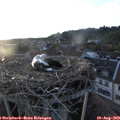 20_00-nest.jpg