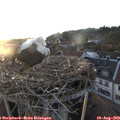 20_05-nest.jpg