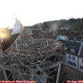 20_10-nest.jpg