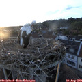 20_20-nest.jpg