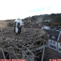 20_25-nest.jpg