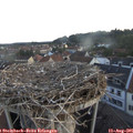 06_15-nest.jpg