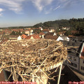 09_45-nest.jpg
