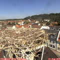 11_05-nest.jpg