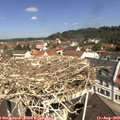 11_15-nest.jpg