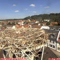 11_20-nest.jpg