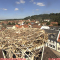 11_35-nest.jpg