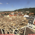 11_50-nest.jpg