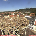 12_00-nest.jpg
