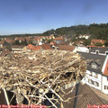 12_50-nest.jpg