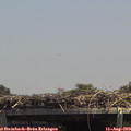 13_50-mast.jpg