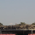 13_55-mast.jpg