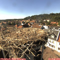16_30-nest.jpg